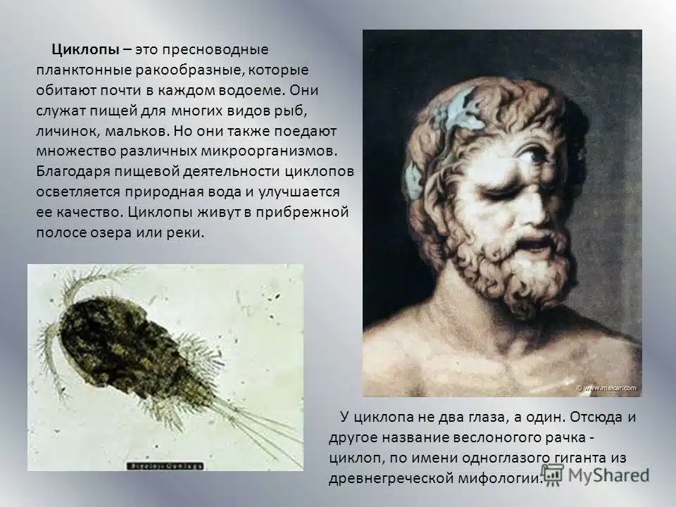 Циклоп