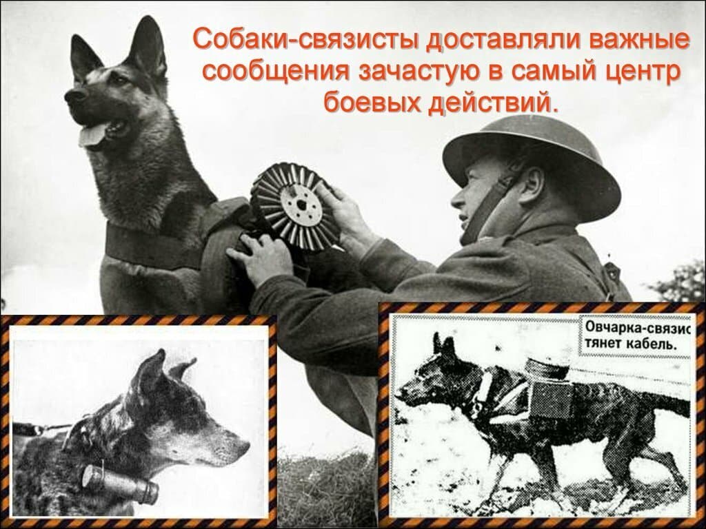 Как использовали животных на войне