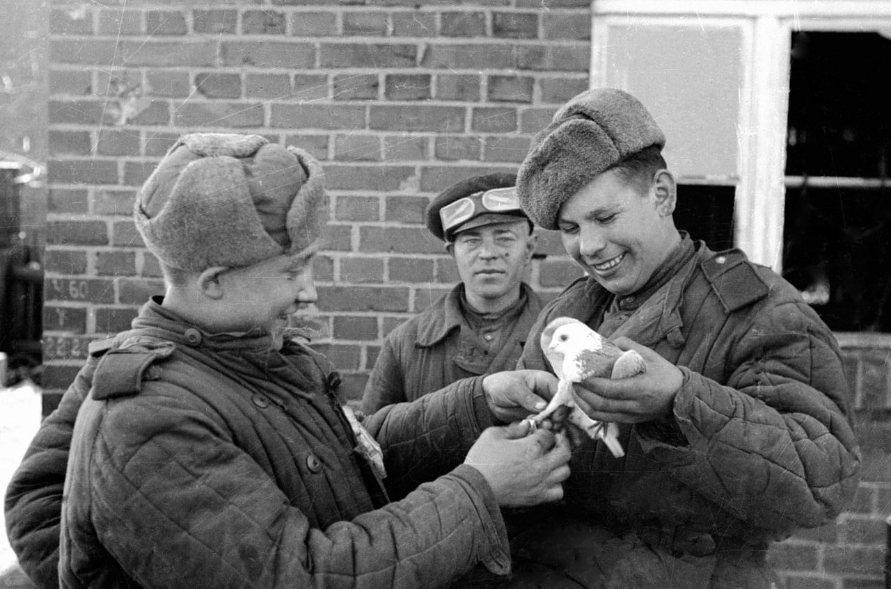 Как использовали животных на войне